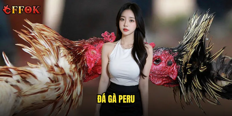 Tại sao Đá gà Peru ffok lại gây sốt với người chơi cá cược hiện nay? 7 đá gà Peru